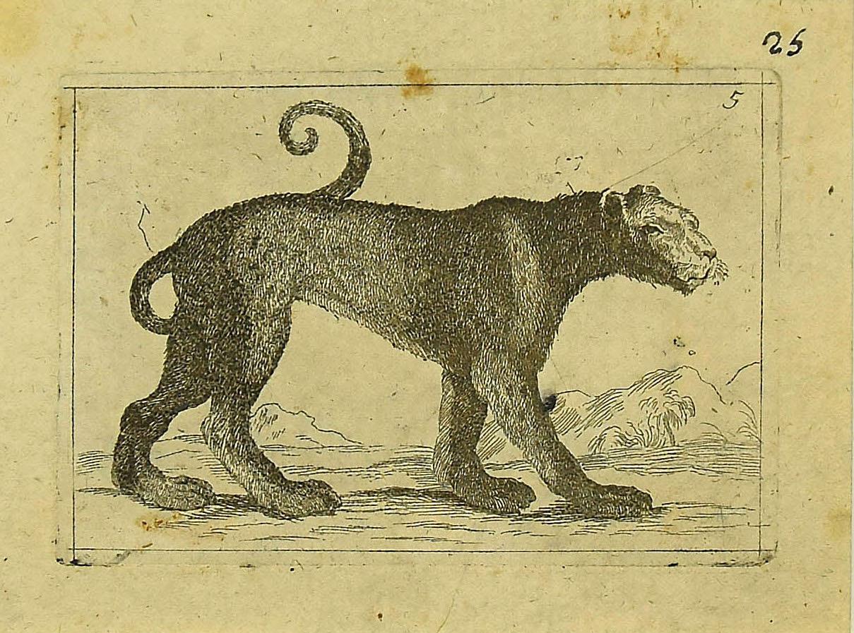 The Cheetah is a wonderful black and white etching on thick laid paper, realized by the Italian master Antonio Tempesta (1555-1630).

Not signed. 

In excellent conditions.

Including a cream-colored cardboard passepartout,  34 x 50 cm.

An exciting