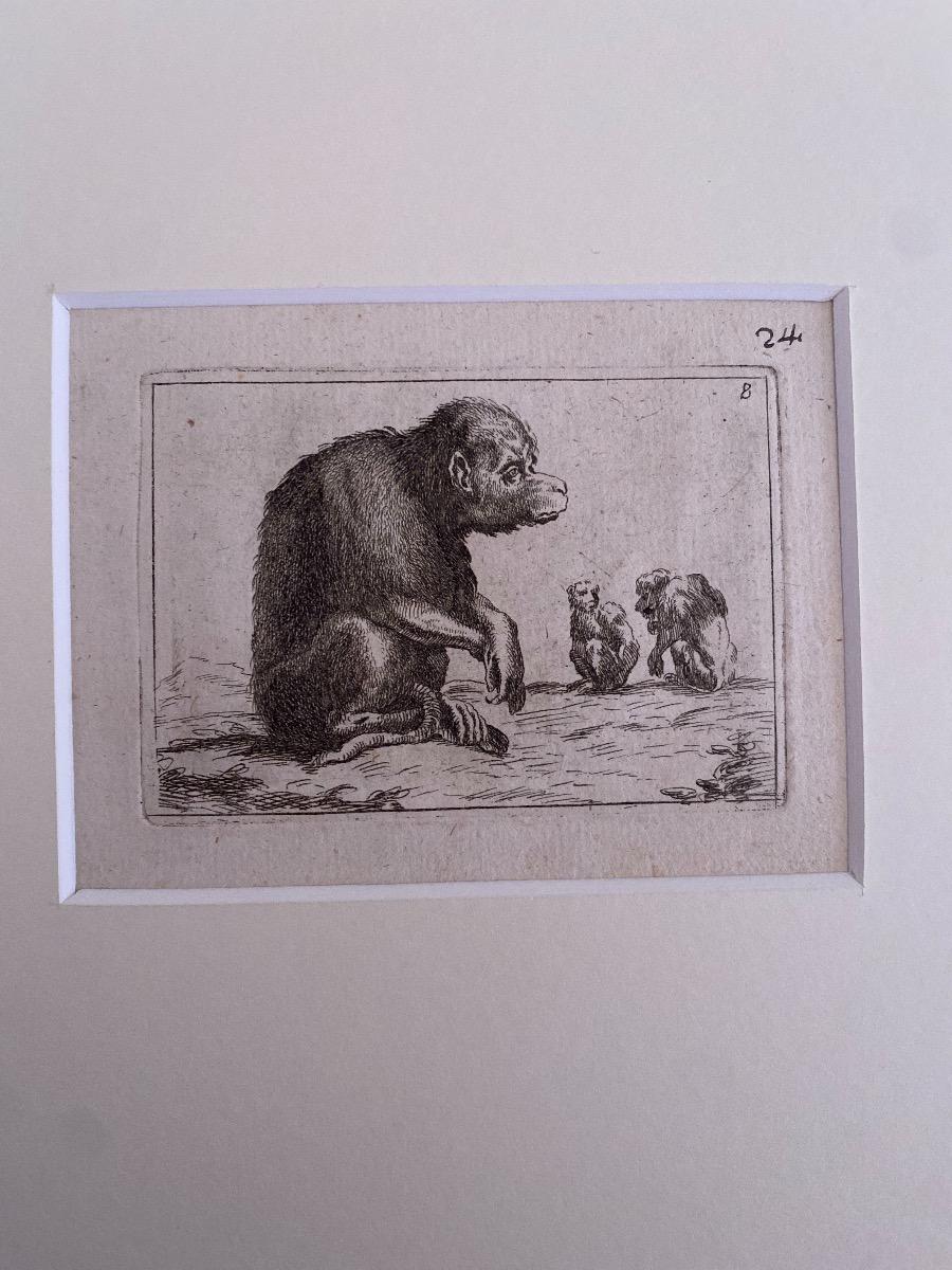The monkey is a wonderful black and white etching on thick laid paper, realized by the Italian master Antonio Tempesta (1555-1630).

Not signed. 

In excellent conditions, except for some stains.

Including a cream-colored cardboard passepartout, 