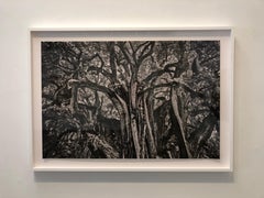 Antonio Turok, Tule Tree, framed carbon ink photography print Mexican fine art