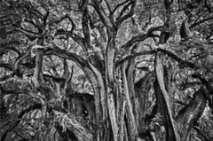 Antonio Turok, Tule Tree, framed carbon ink photography print Mexican fine art