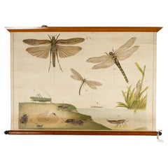 Antonio Vallardi Dragonfly Linen Canvas Print