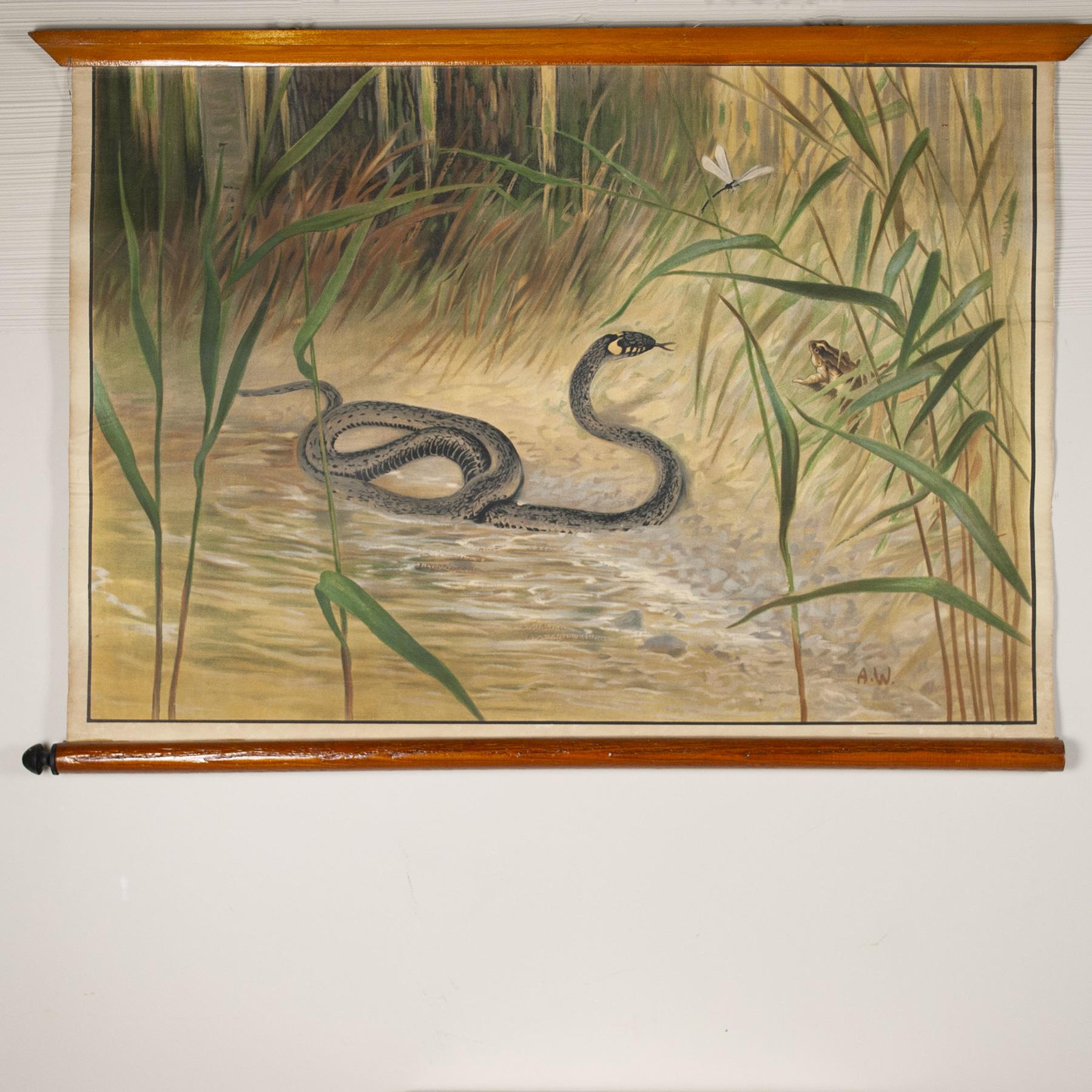 Mid-Century Modern Antonio Vallardi Snake Linen Canvas Print For Sale