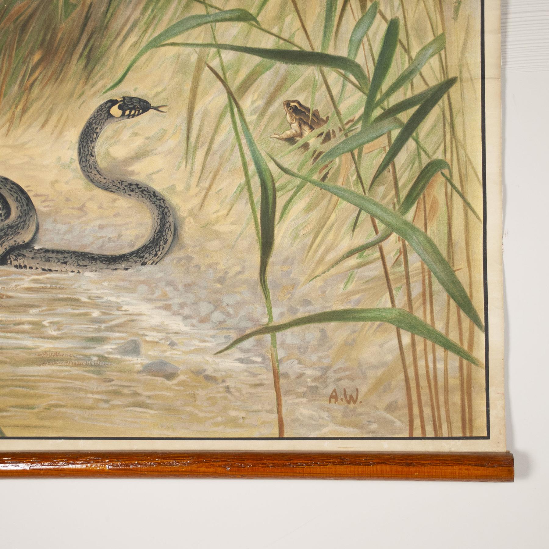 Italian Antonio Vallardi Snake Linen Canvas Print For Sale