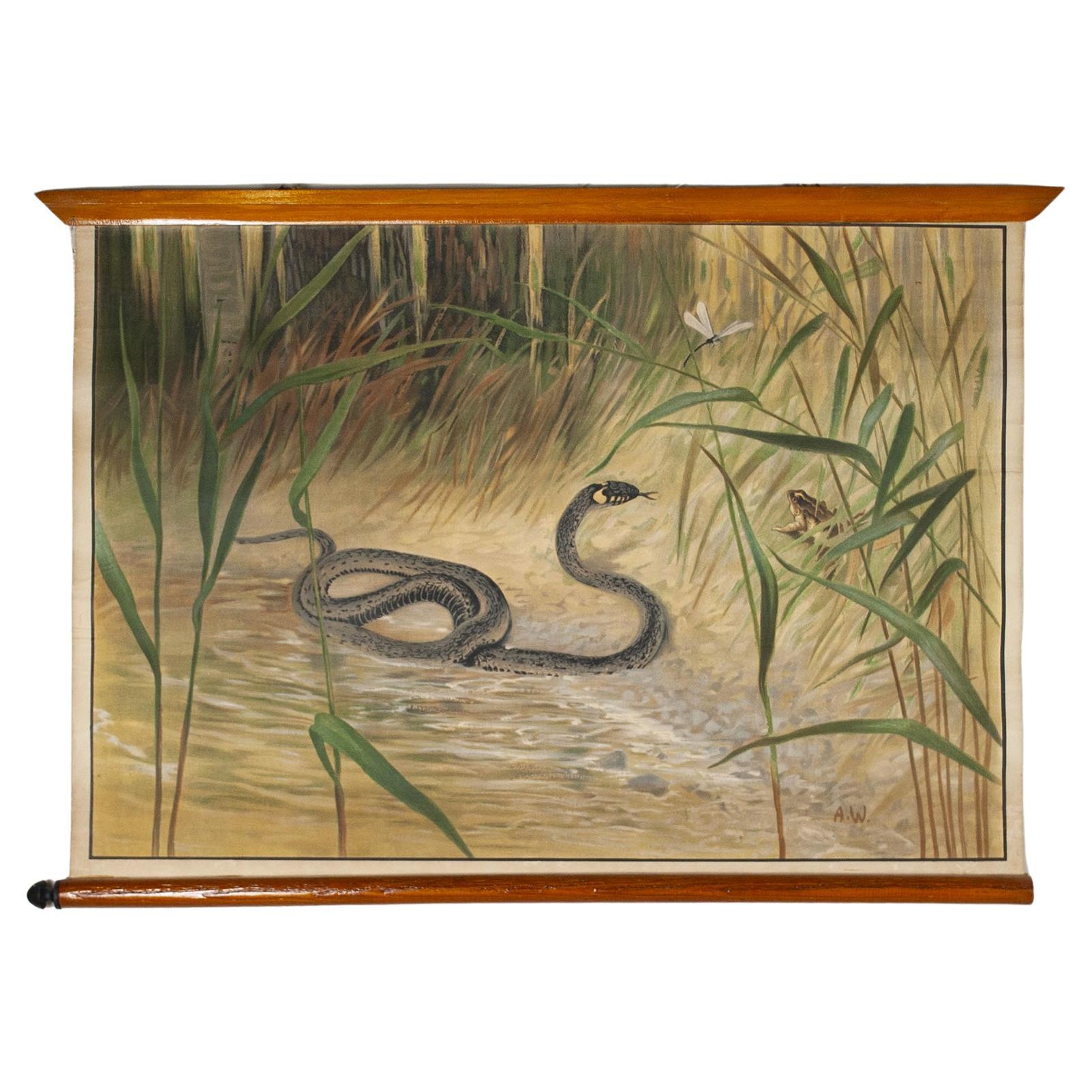 Antonio Vallardi Snake Linen Canvas Print For Sale
