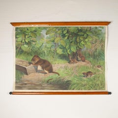 Antonio Vallardi Squirrel Linen Canvas Print