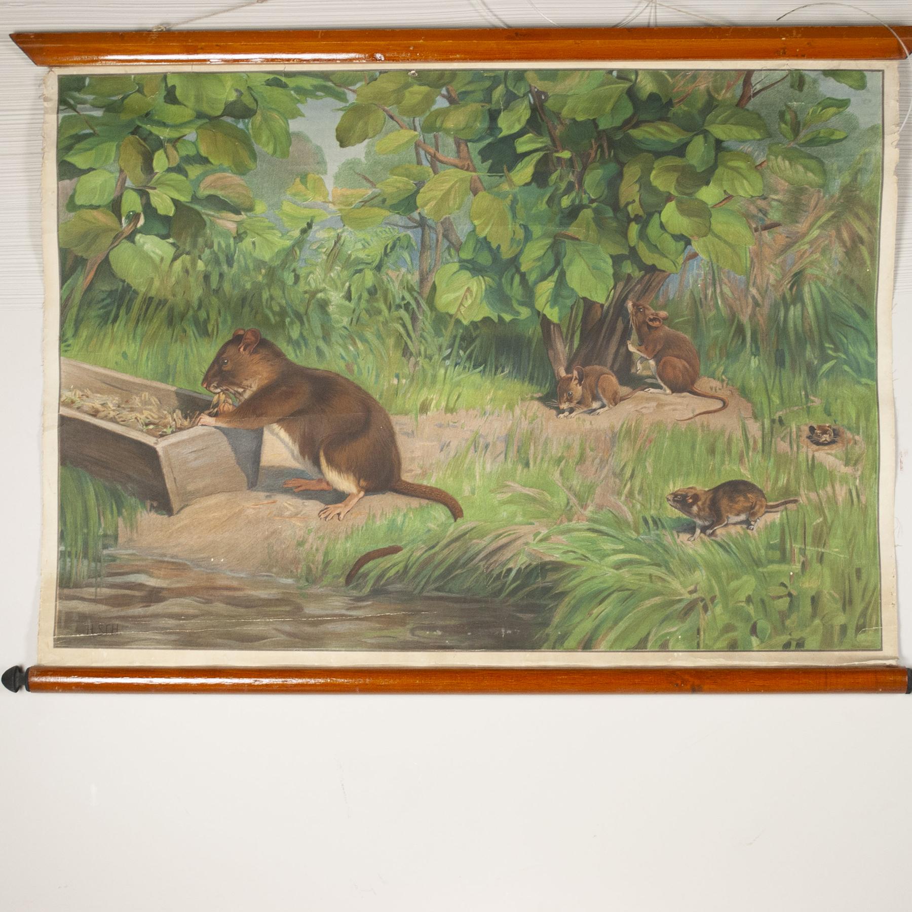 Mid-Century Modern Antonio Vallardi Squirrel Linen Canvas Print For Sale