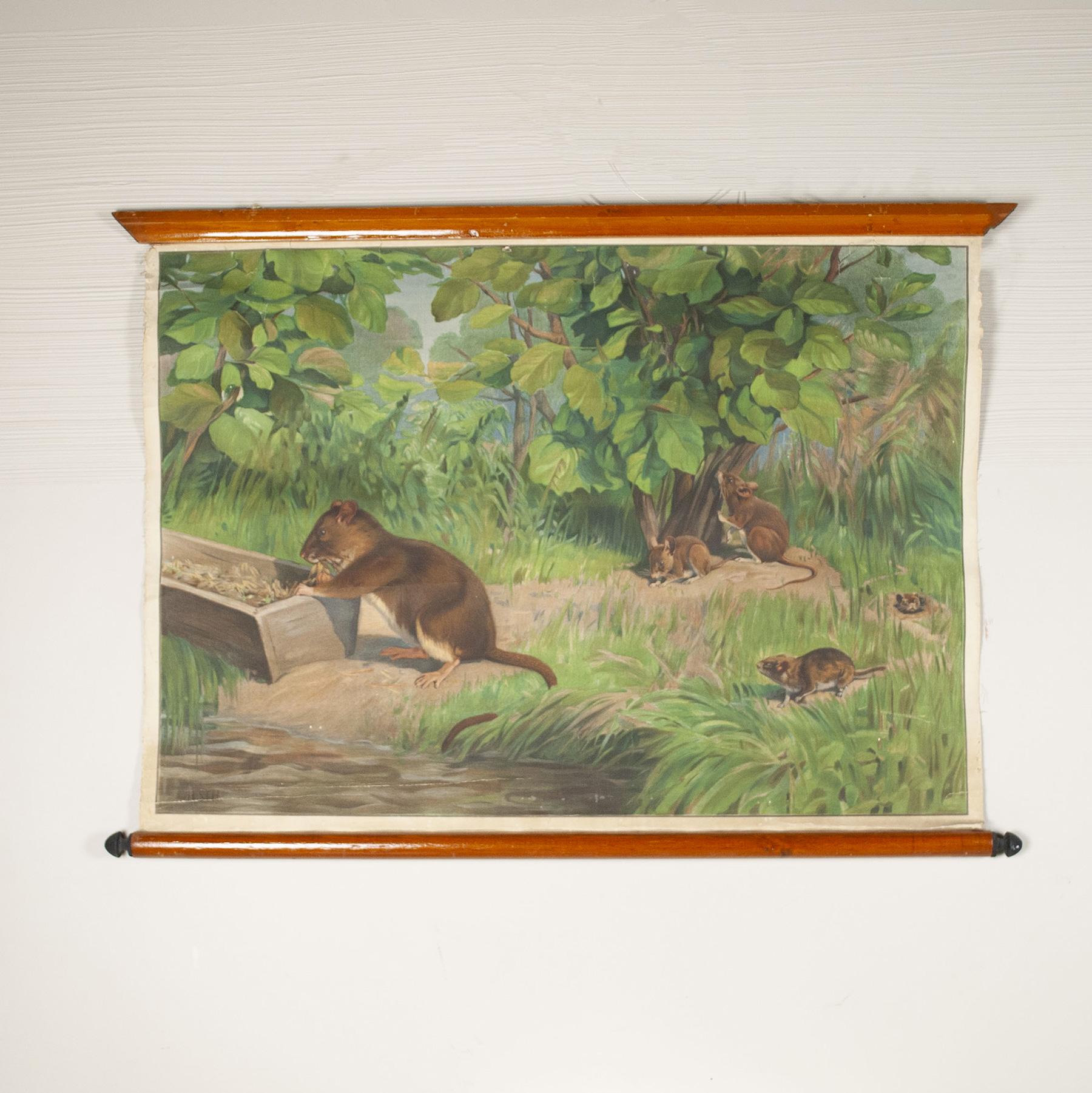 Antonio Vallardi Squirrel Linen Canvas Print In Good Condition For Sale In bari, IT