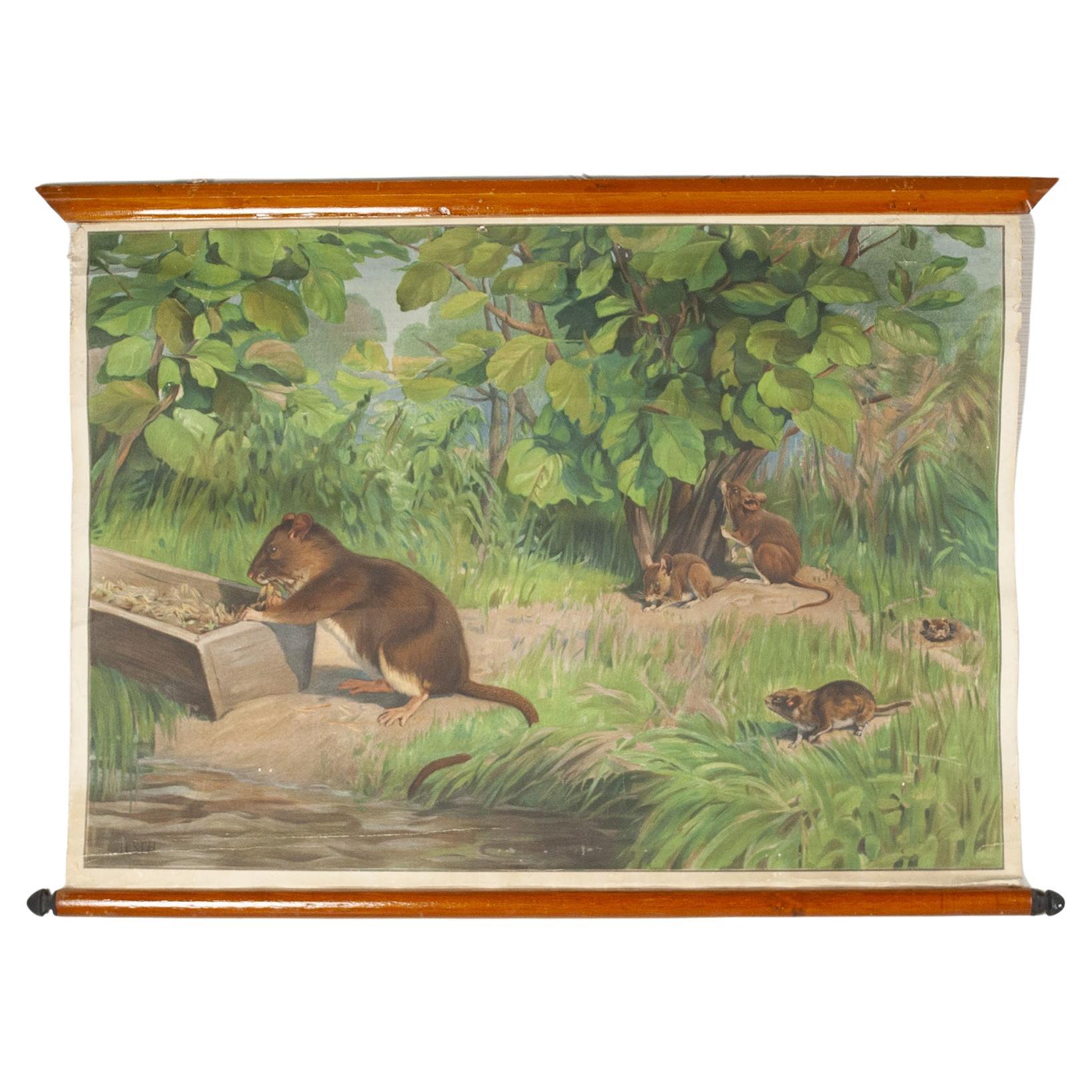 Antonio Vallardi Squirrel Linen Canvas Print For Sale
