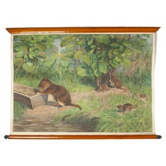 Antonio Vallardi Squirrel Linen Canvas Print