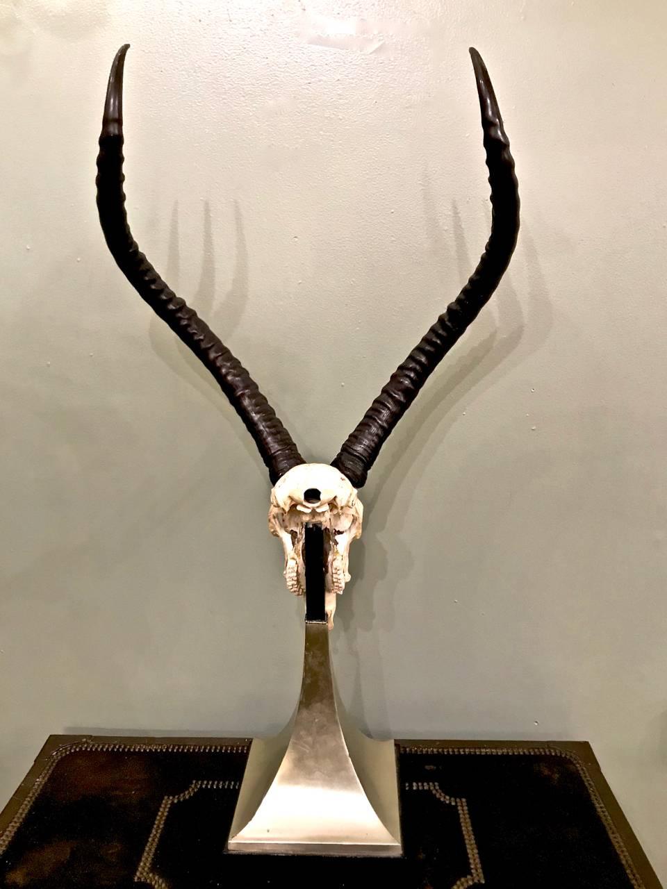 Late 20th Century Antony Redmile Mounted Impala Horns