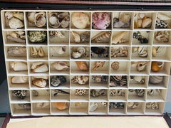 Antike Muschelsammlung in Originalverpackung