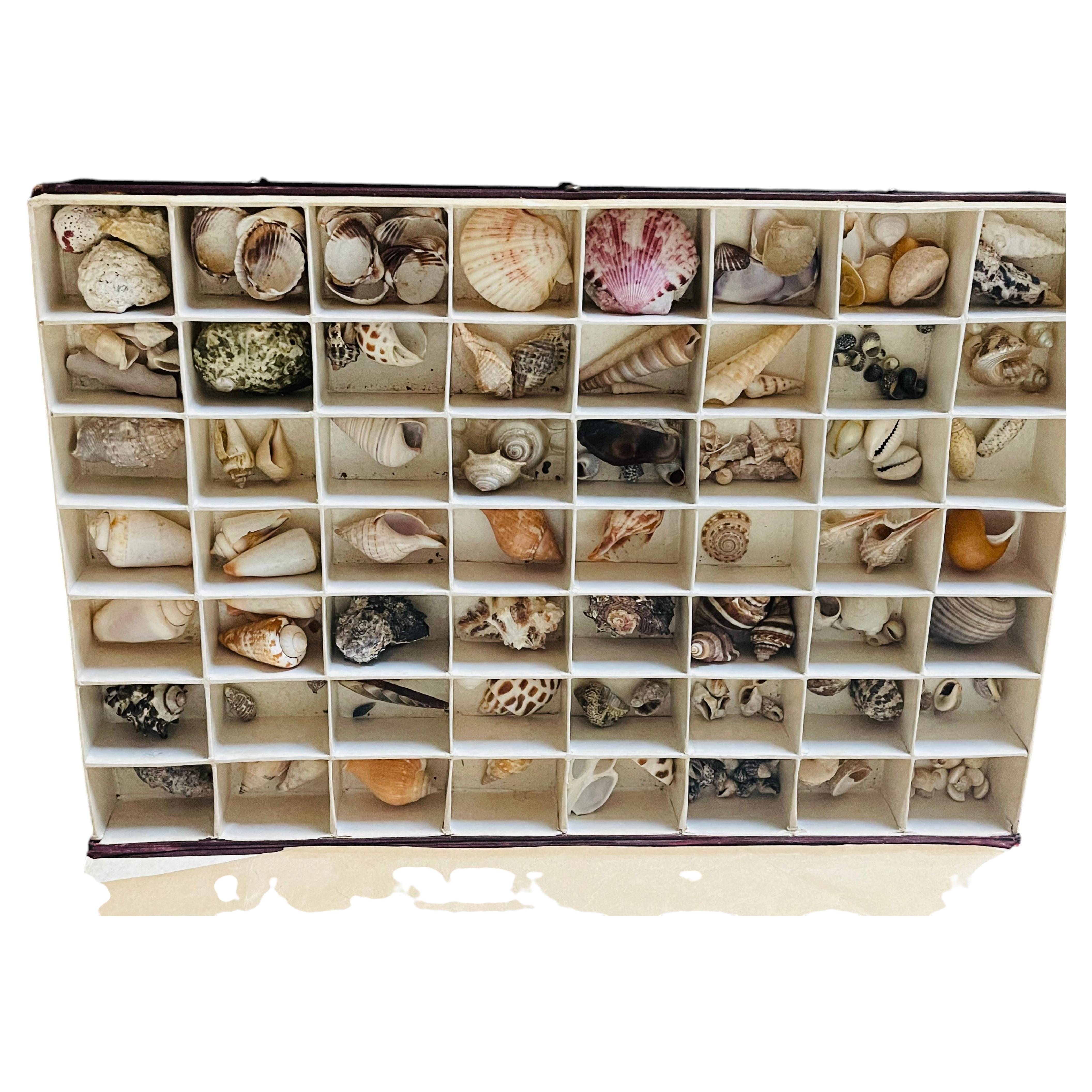 Antque Sea Shell Collection in Original Box