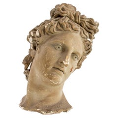 Apollo Belvedere Grand Tour Style Paster Bust