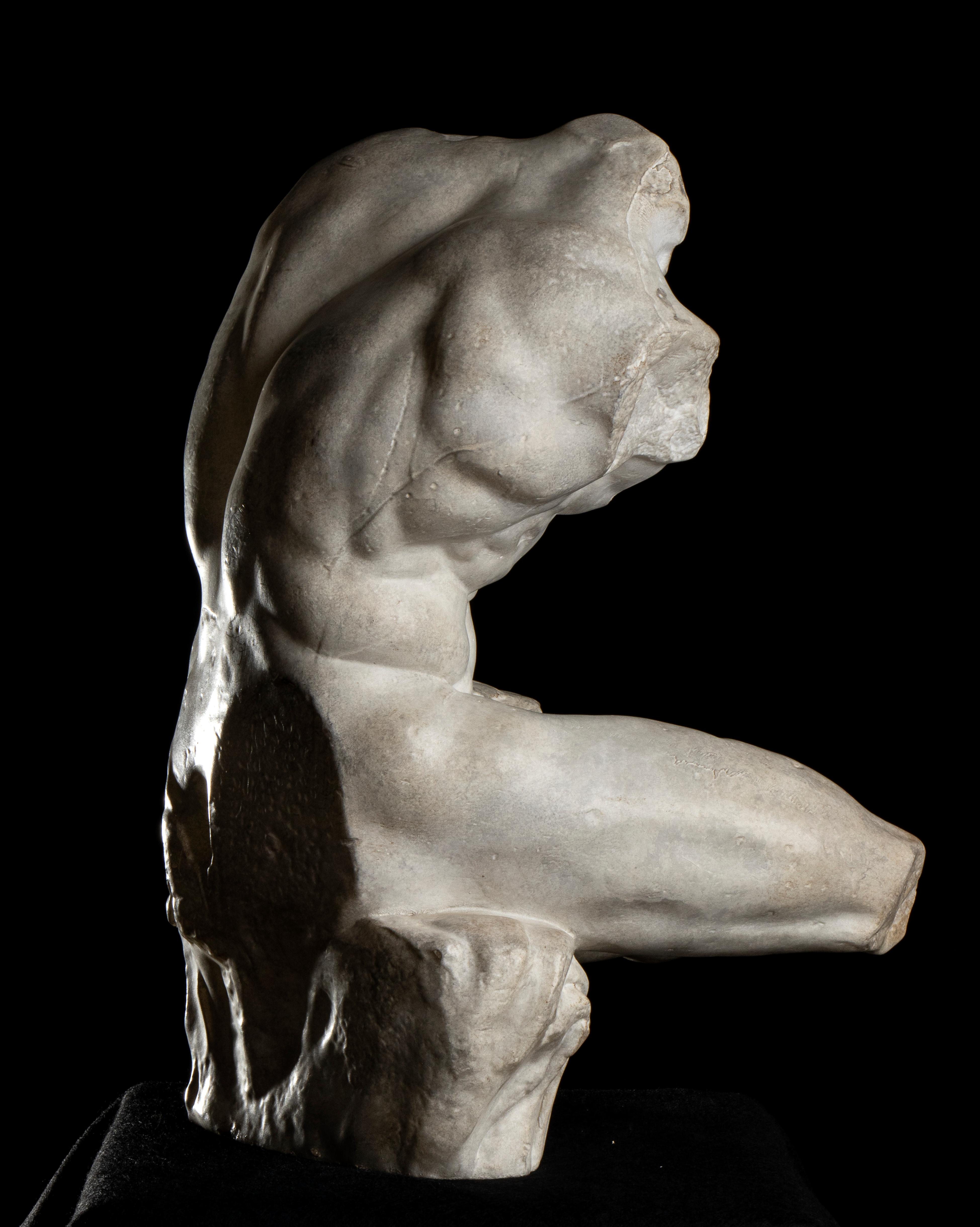 Belvedere Torso Grand Tour Style Figurative Sculpture  Plaster 20th Century 20th 3