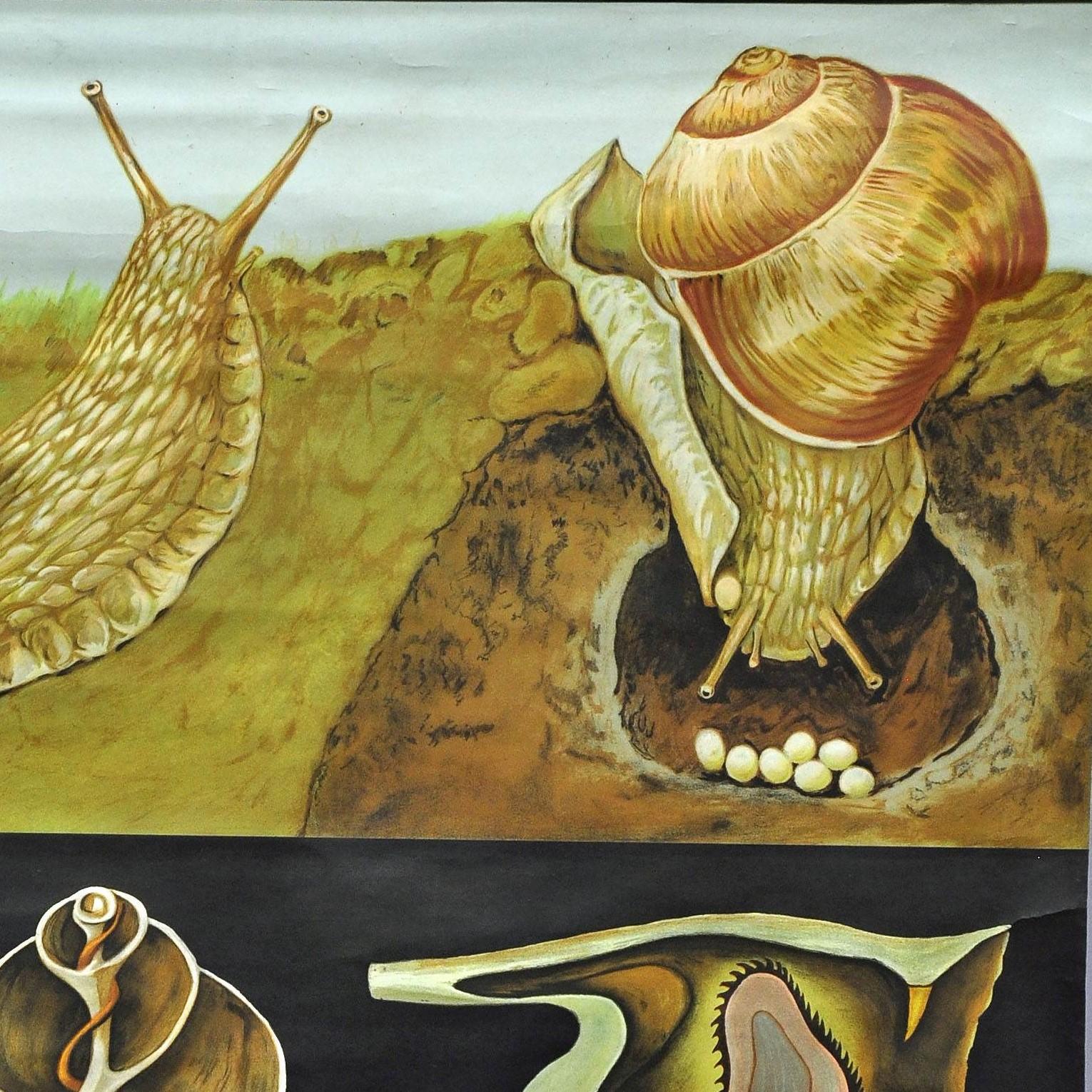 A classical Jung Koch Quentell close up depicting an apple snail (escargot) and its anatomy. Used as teaching material in German schools. Colorful print on paper reinforced with canvas. Published by Hagemann, Duesseldorf.
Measurements:
Width 82cm