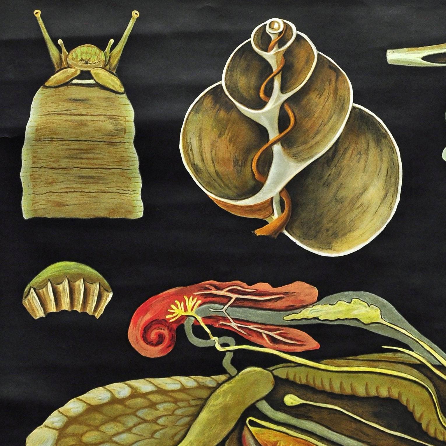 apple snail anatomy