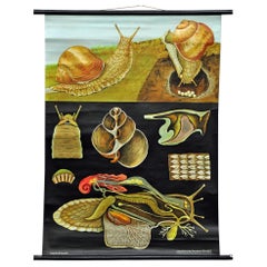 Apple Snail Escargot Jung Koch Quentell Retro Poster Print Wall Chart