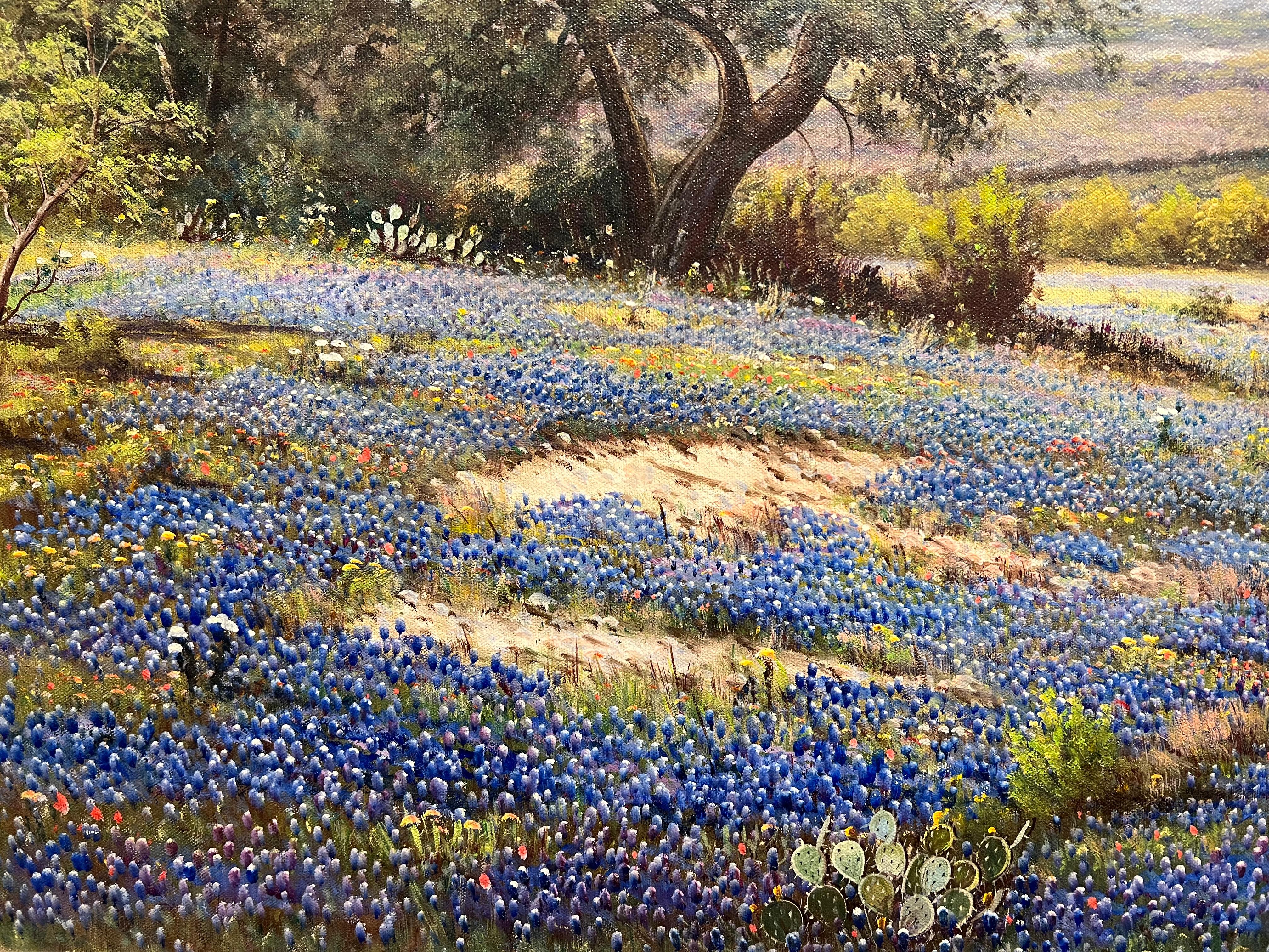 Bluebonnets de abril Estadounidense en venta