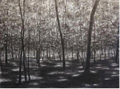 Forest Light (BLACK AND WHITE ETHEREAL FOREST LANDSCAPE)