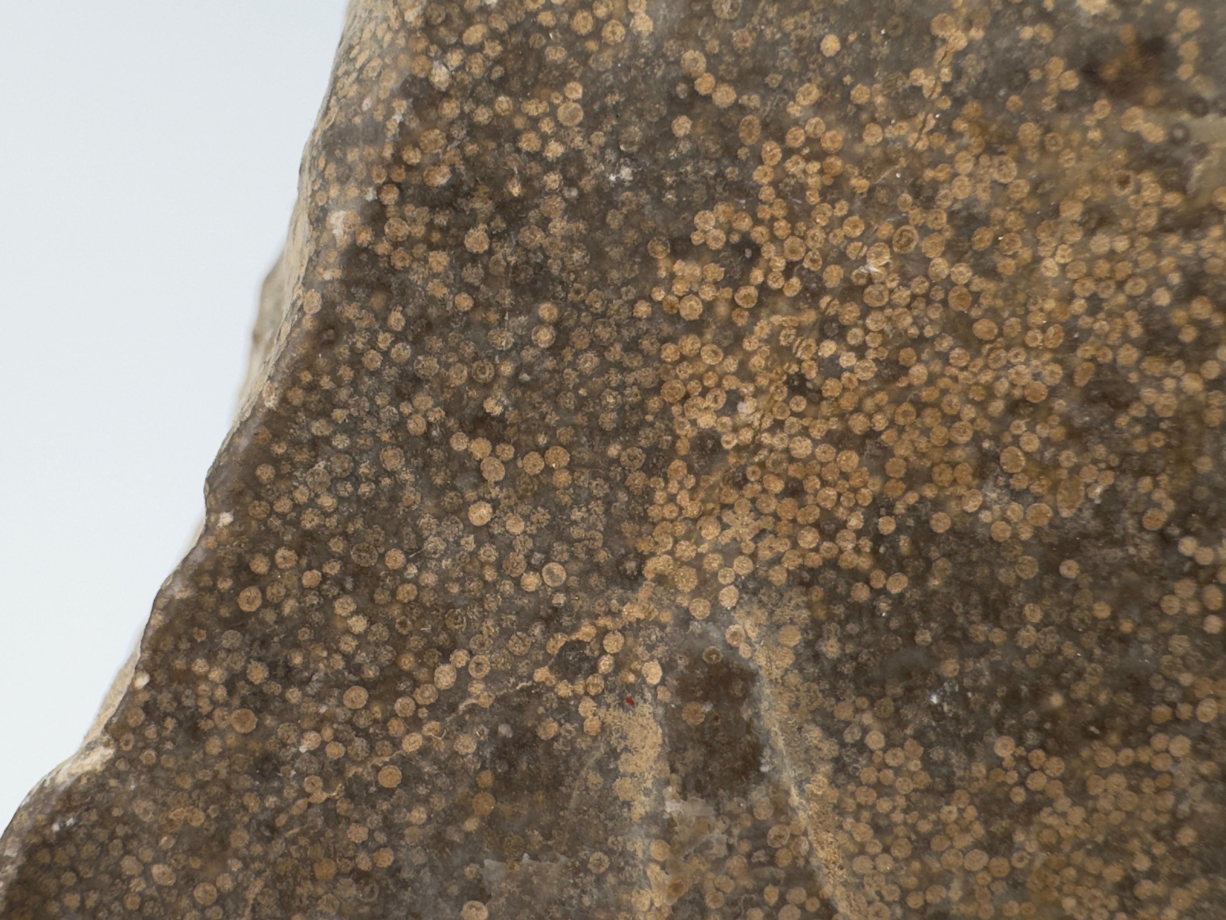 Apsara-Stele aus Kalkstein mit extrem seltener oolithischer Kieselsäure, Wei Dynasty im Angebot 3