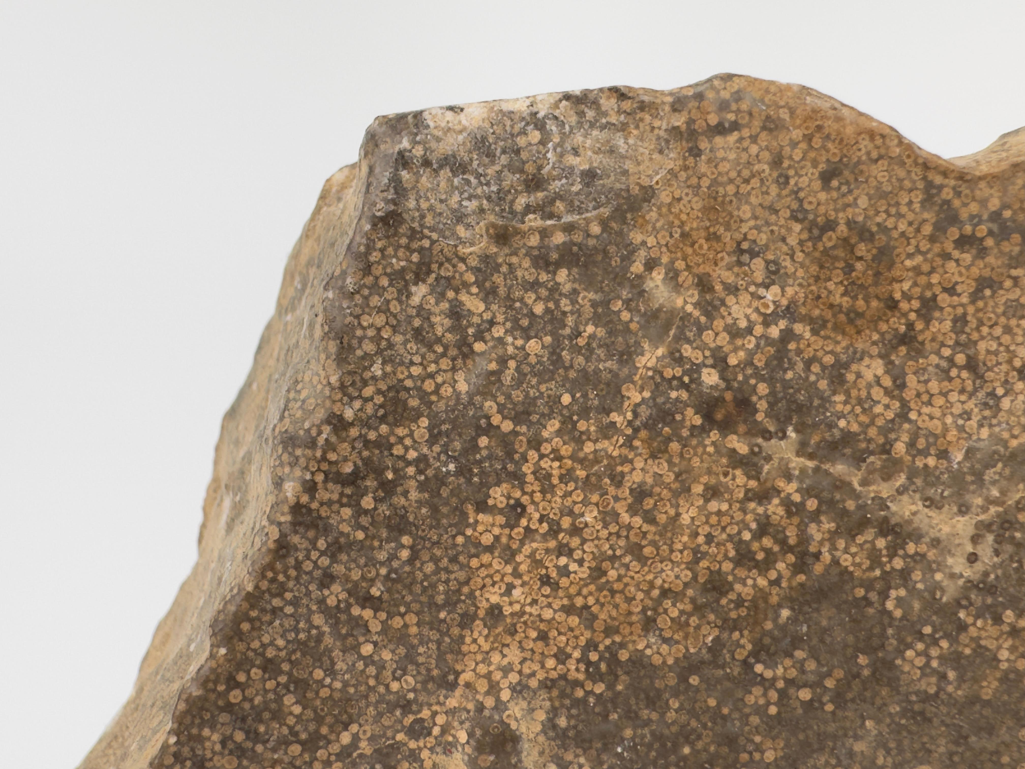 Apsara-Stele aus Kalkstein mit extrem seltener oolithischer Kieselsäure, Wei Dynasty im Angebot 1
