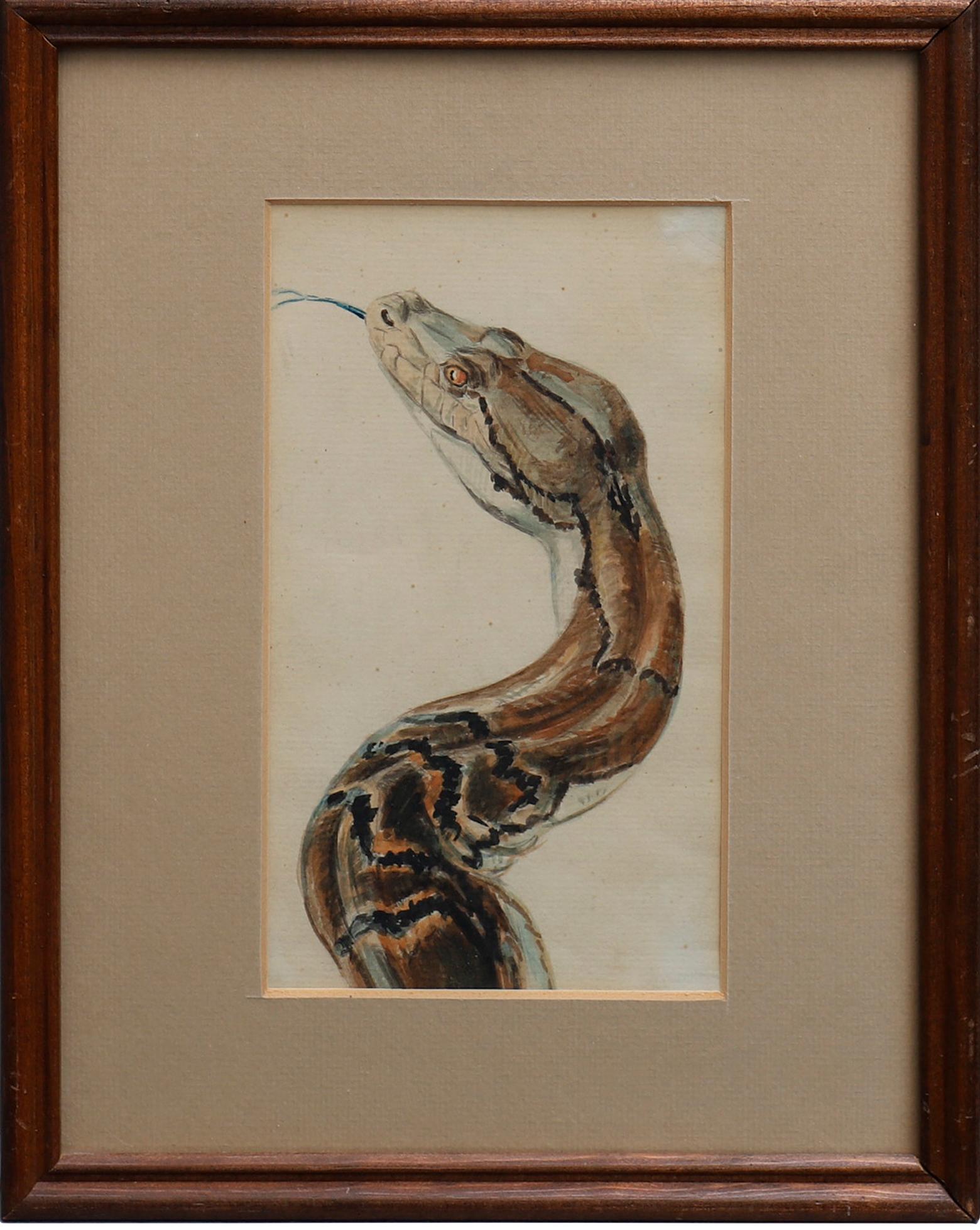Aquarelle of a Reticulated Python from Copenhagen Zoo early 1900th hundred
Text: Original watercolor. Preowned to the former director fot the Copenhagen Zoo, Axel Rewentlow. 
The snake reticulated python (Malayopython reticulatus) is a species of