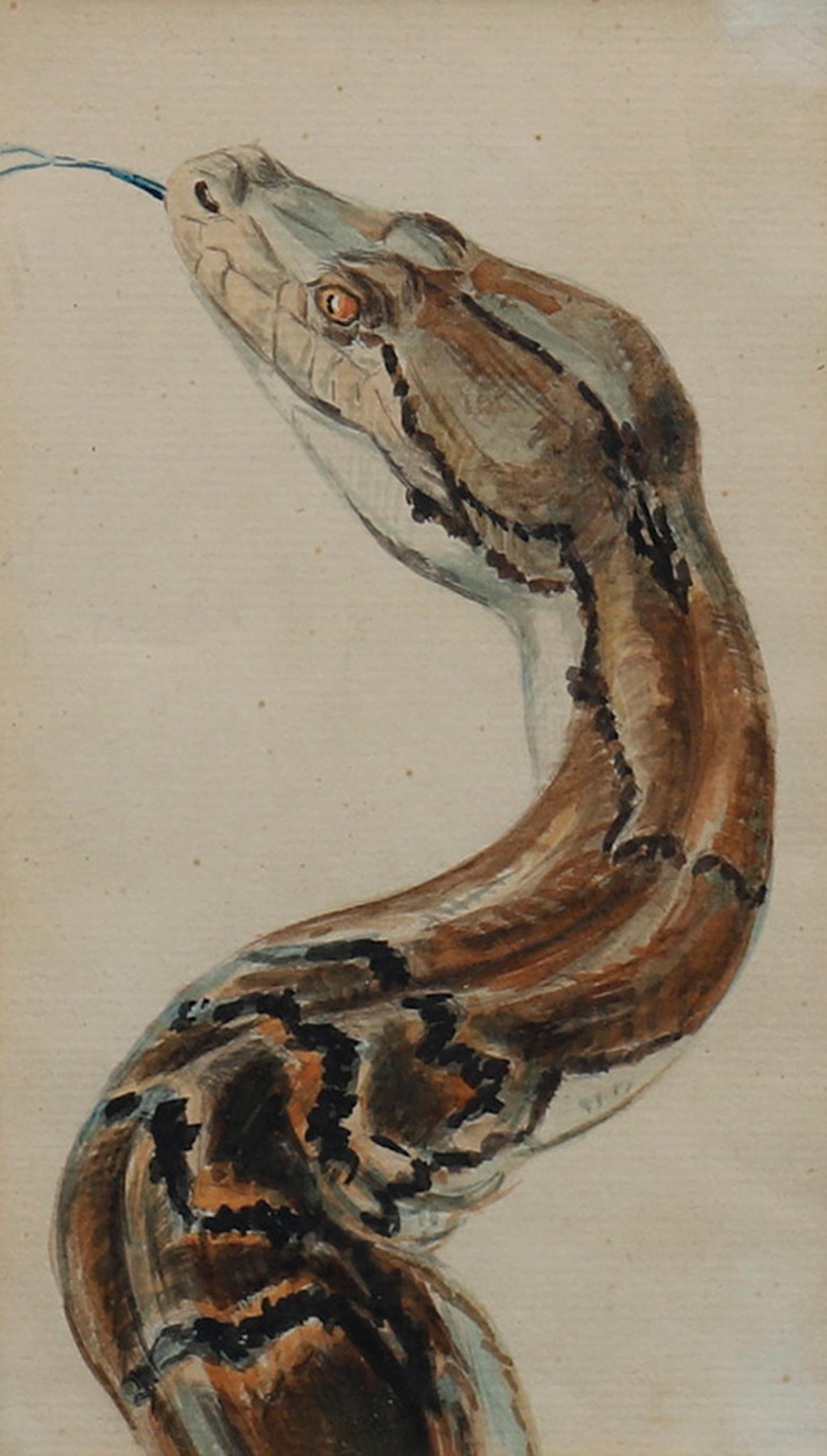 Art nouveau Aquarelle d'un python réticulé du zoo de Copenhague Début du 1900e Siècle en vente