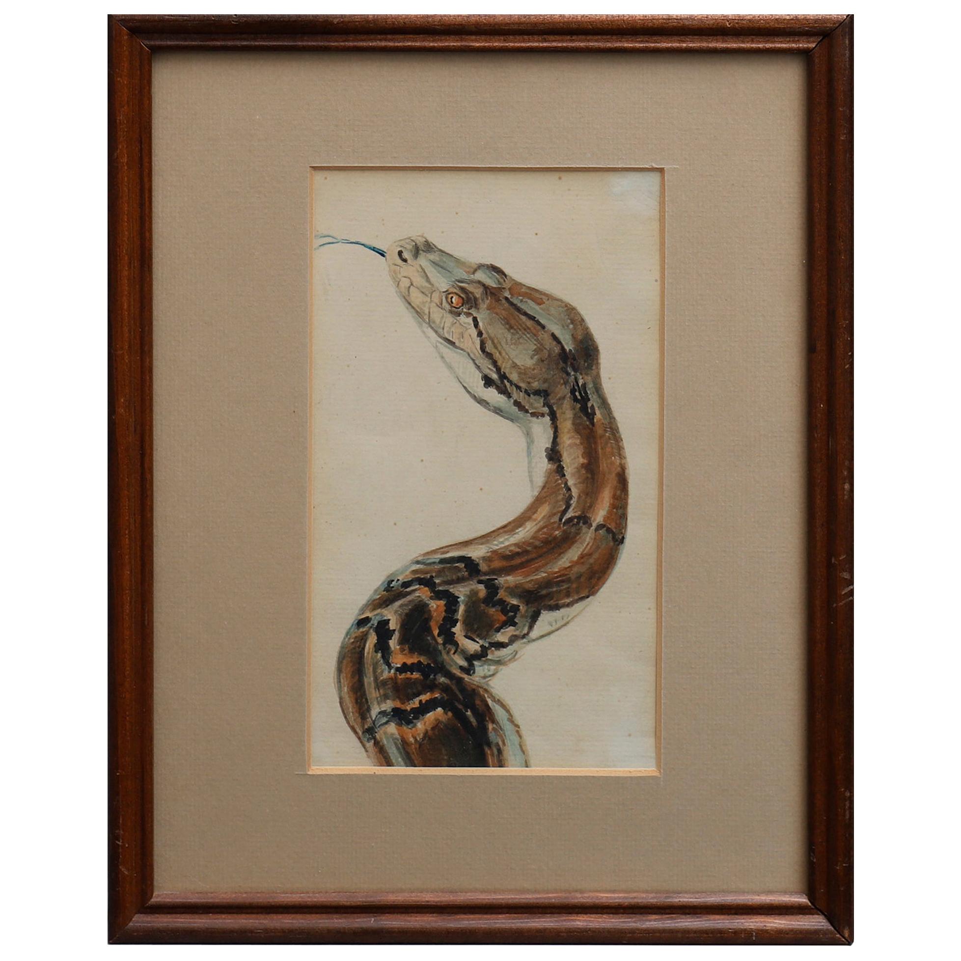 Aquarelle of a Reticulated Python from Copenhagen Zoo Early 1900th Hundred For Sale