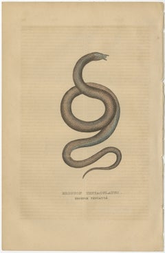 Aquatic Ambush: Hand-Colored Engraving of The Tentacled Snake, 1845