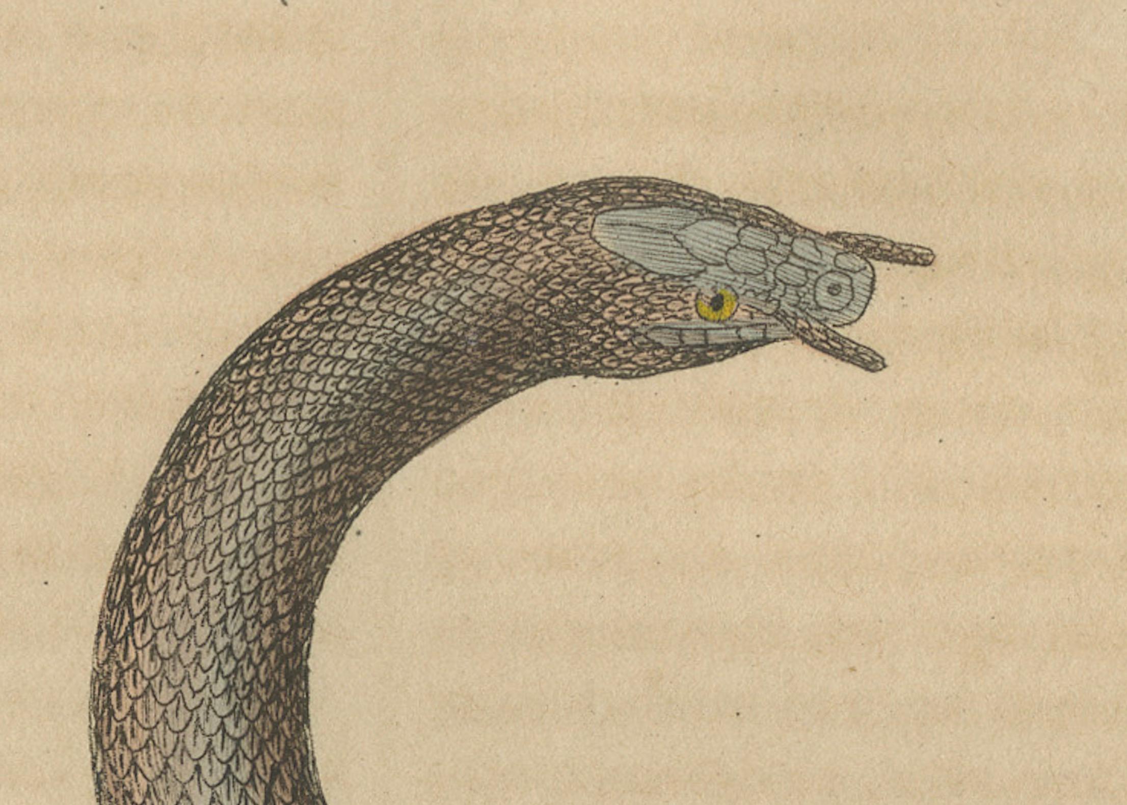 Engraved Aquatic Ambush: Hand-Colored Engraving of The Tentacled Snake, 1845 For Sale
