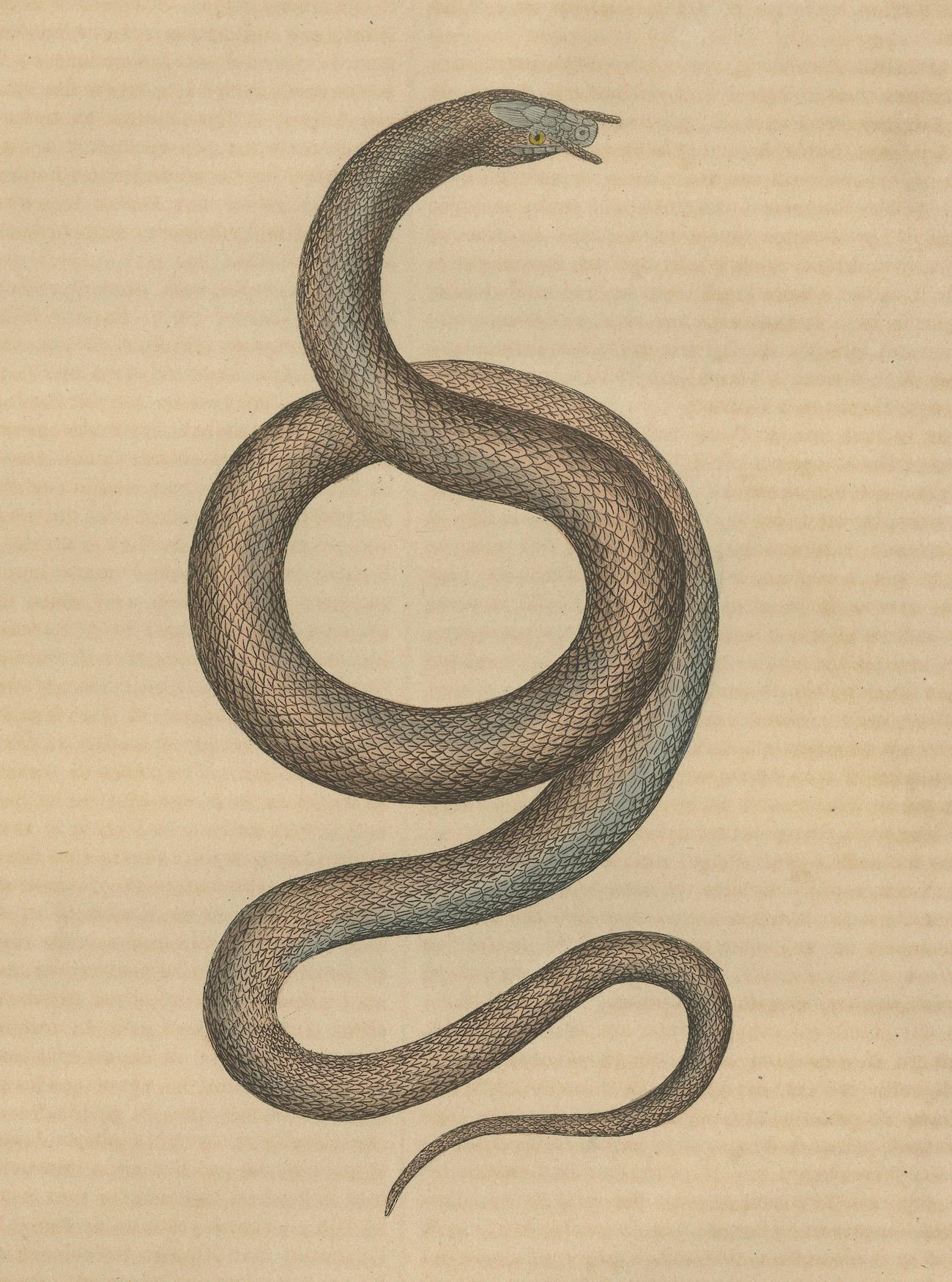 Aquatic Ambush: Hand-Colored Engraving of The Tentacled Snake, 1845 In Good Condition For Sale In Langweer, NL