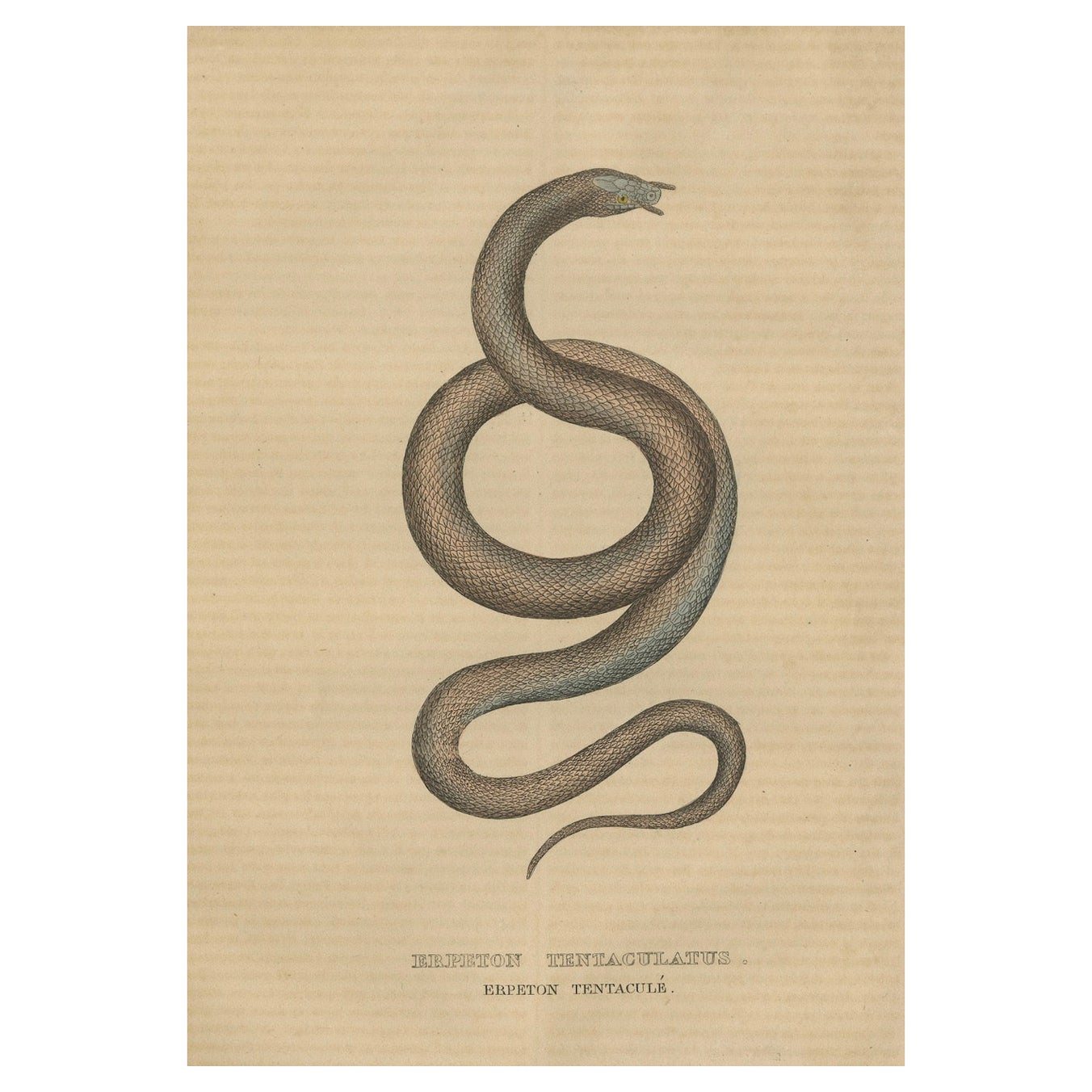Emboscada acuática: grabado coloreado a mano de La serpiente tentaculada, 1845