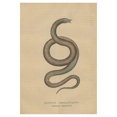 Emboscada acuática: grabado coloreado a mano de La serpiente tentaculada, 1845