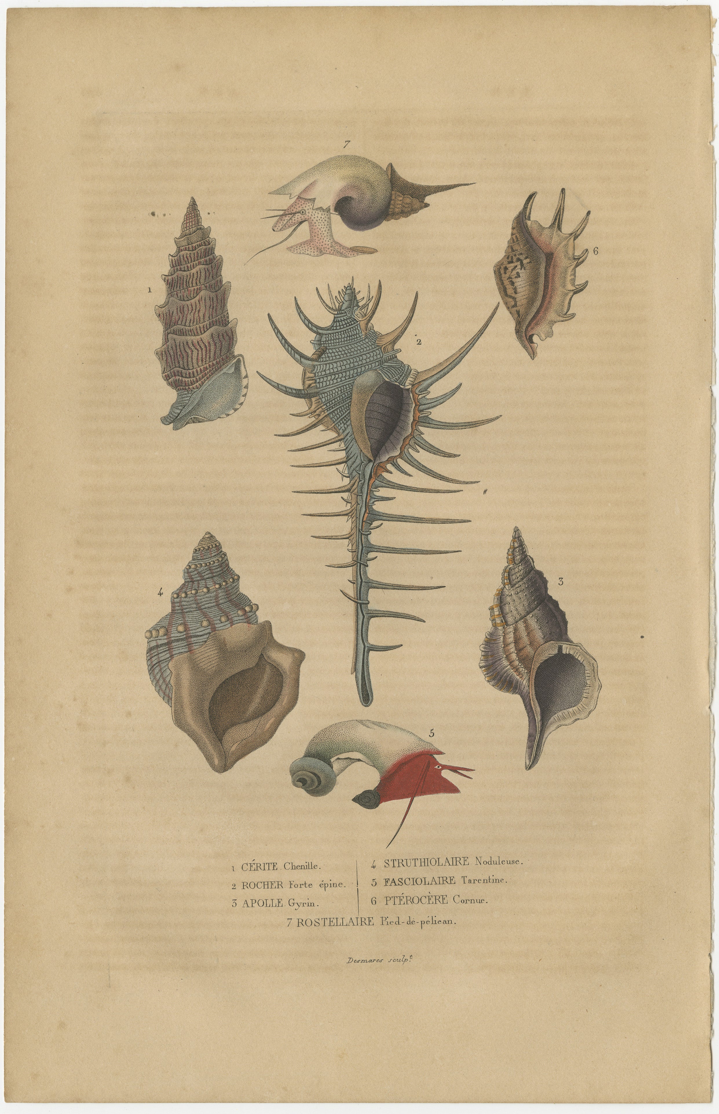 The print features a collection of marine gastropod mollusks, more commonly known as snails, each with distinctive shell shapes and ornamentations:

1. **Cérith (Cerithium)**: This is likely a depiction of a cerith, a type of sea snail with a