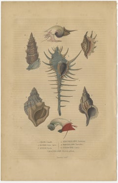 Aquatic Elegance: A 19th Century Portfolio of Marine Gastropods, 1845