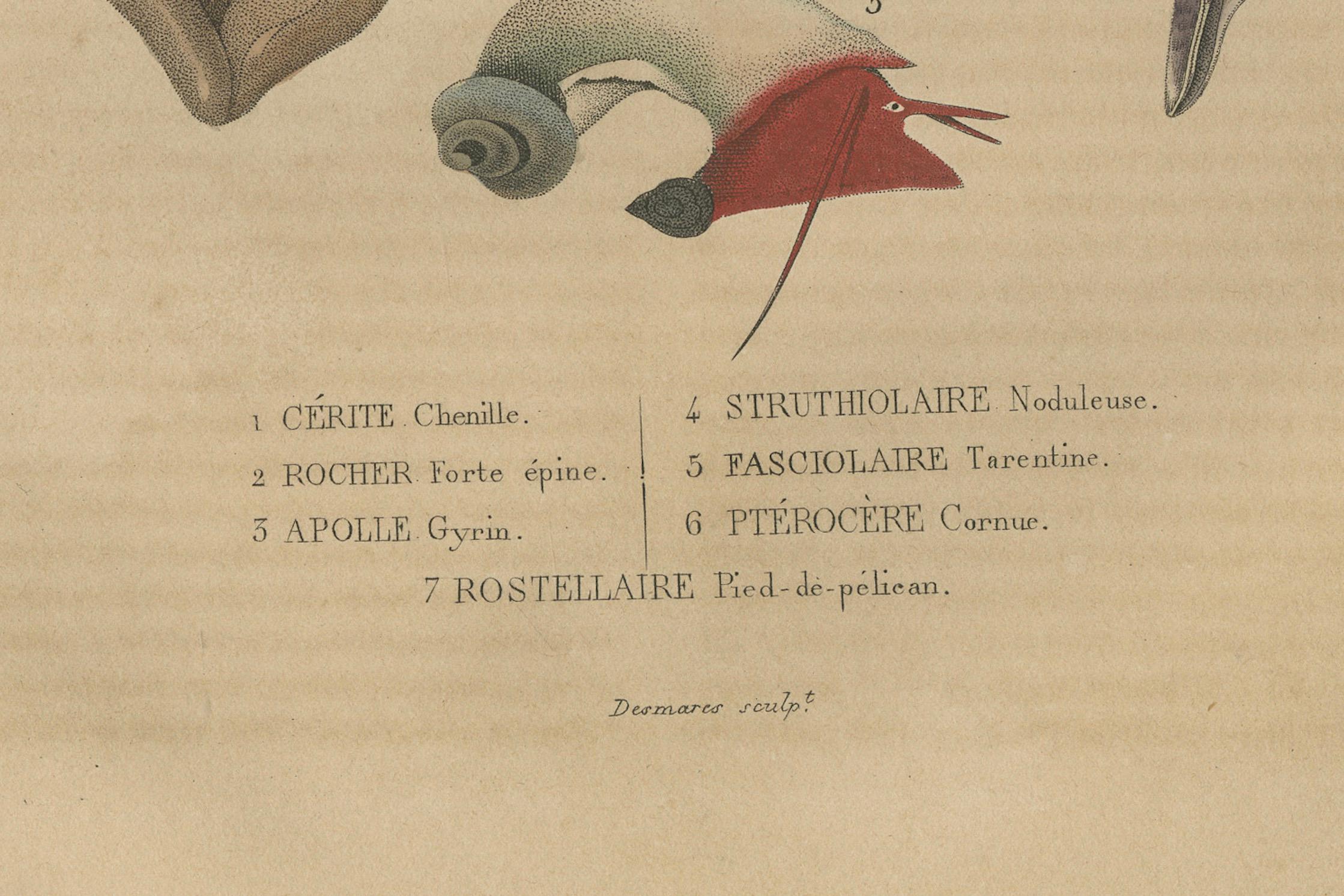 Engraved Aquatic Elegance: A 19th Century Portfolio of Marine Gastropods, 1845 For Sale