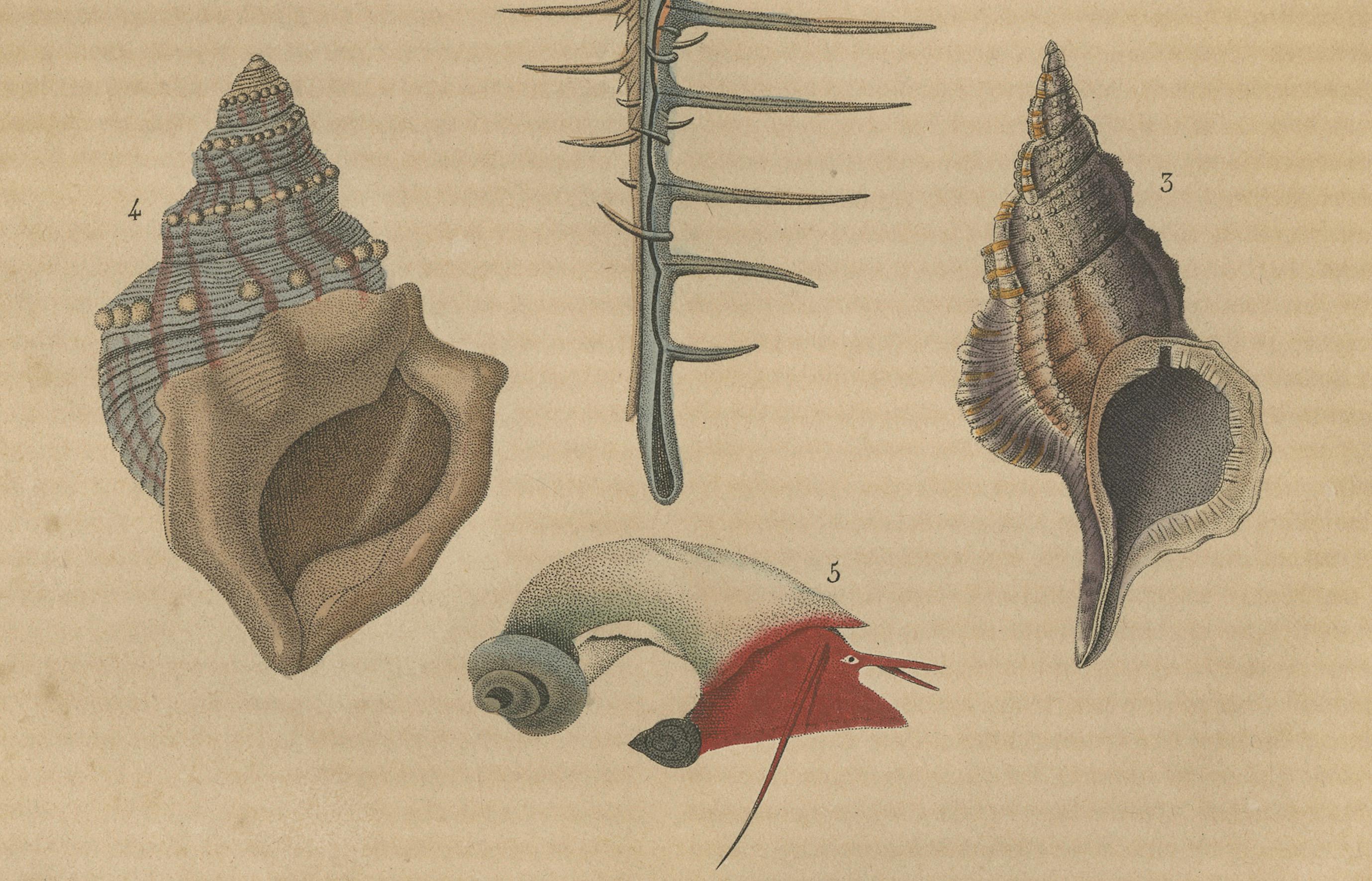 Aquatic Elegance: A 19th Century Portfolio of Marine Gastropods, 1845 In Good Condition For Sale In Langweer, NL