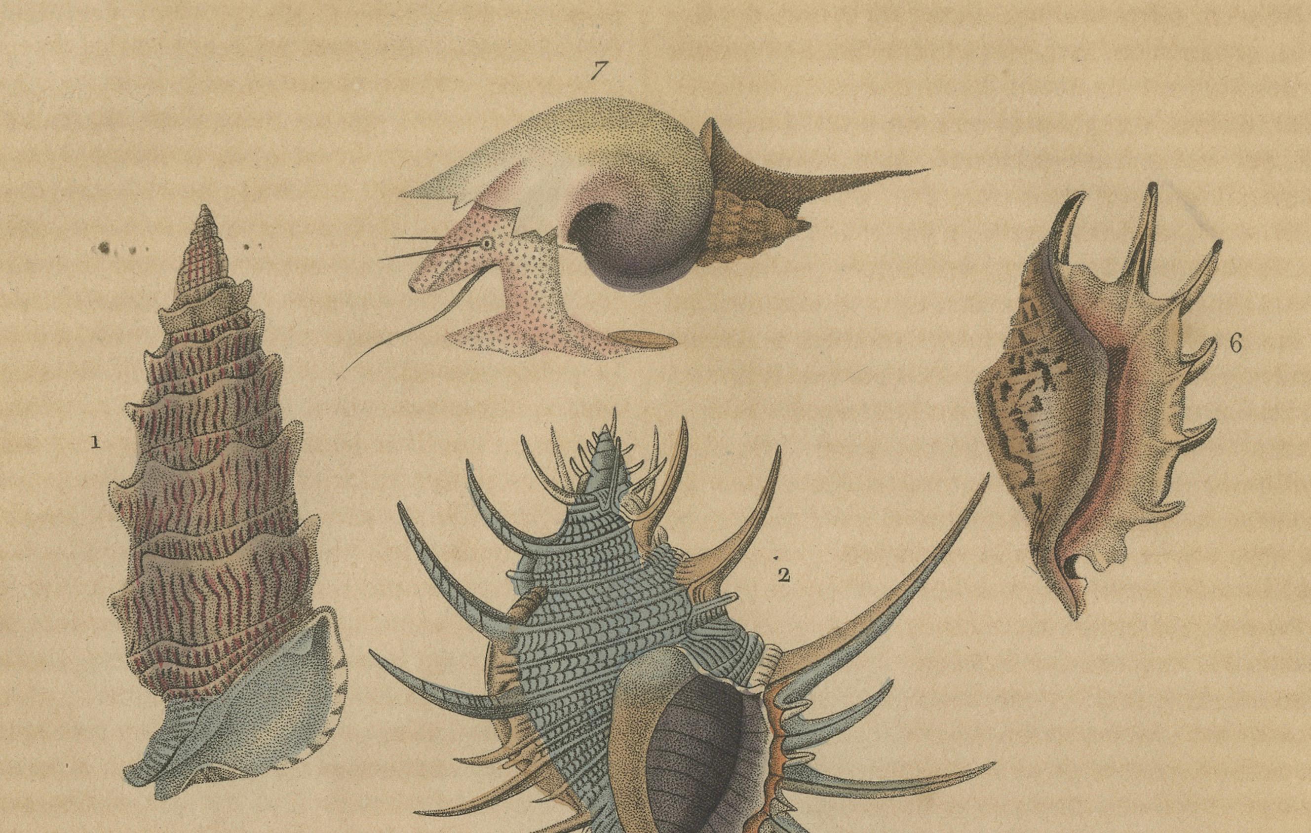 Mid-19th Century Aquatic Elegance: A 19th Century Portfolio of Marine Gastropods, 1845 For Sale