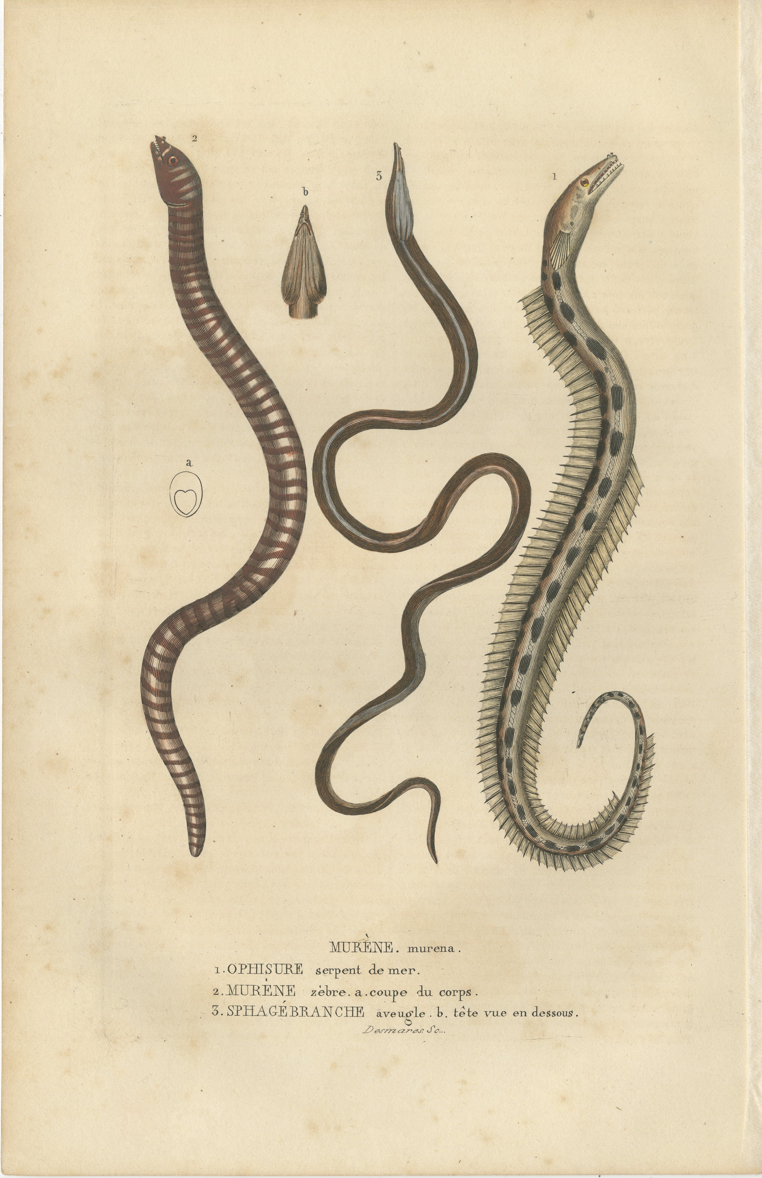 The engraving illustrates three marine creatures:

1. **Ophiure serpent de mer** - This is likely an ophiuroid, commonly known as a brittle star. These are echinoderms, related to starfish, with long, slender arms that are distinct from the central