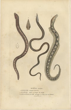Elegancia acuática: Estrella quebradiza, morena cebra y anguila ciega de las cavernas, 1845