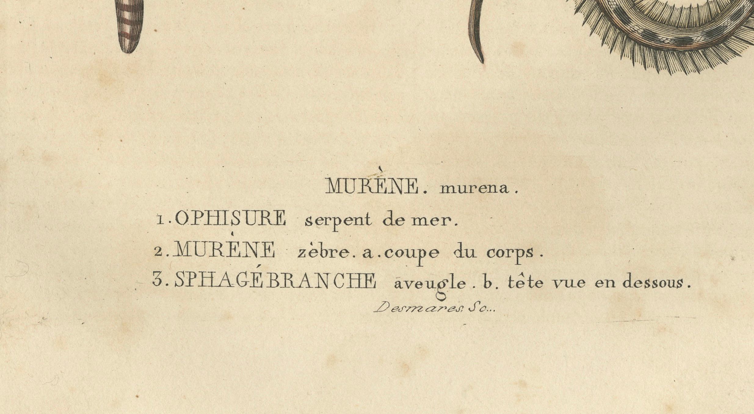 Engraved Aquatic Elegance: Brittle Star, Zebra Moray Eel, and Blind Cave Eel, 1845 For Sale