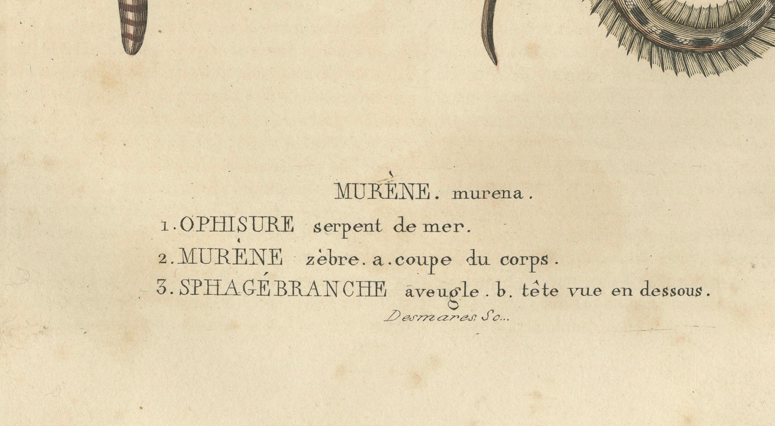 differenza tra anguilla e murena