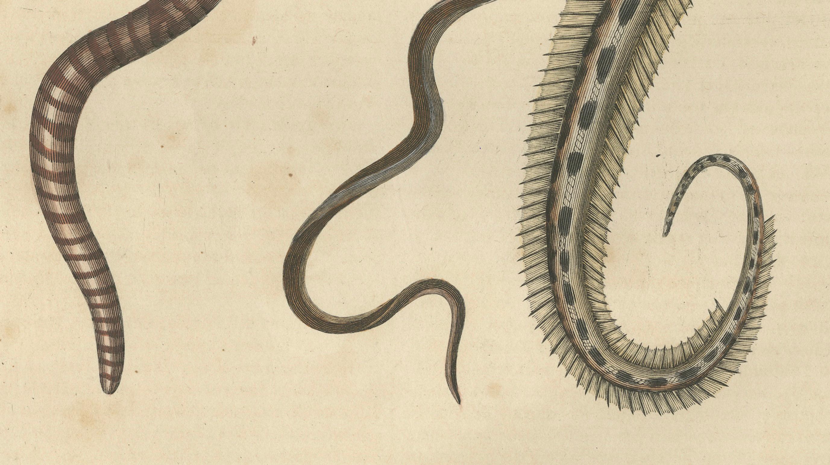Aquatic Elegance: Brittle Star, Zebra Moray Eel, and Blind Cave Eel, 1845 In Good Condition For Sale In Langweer, NL