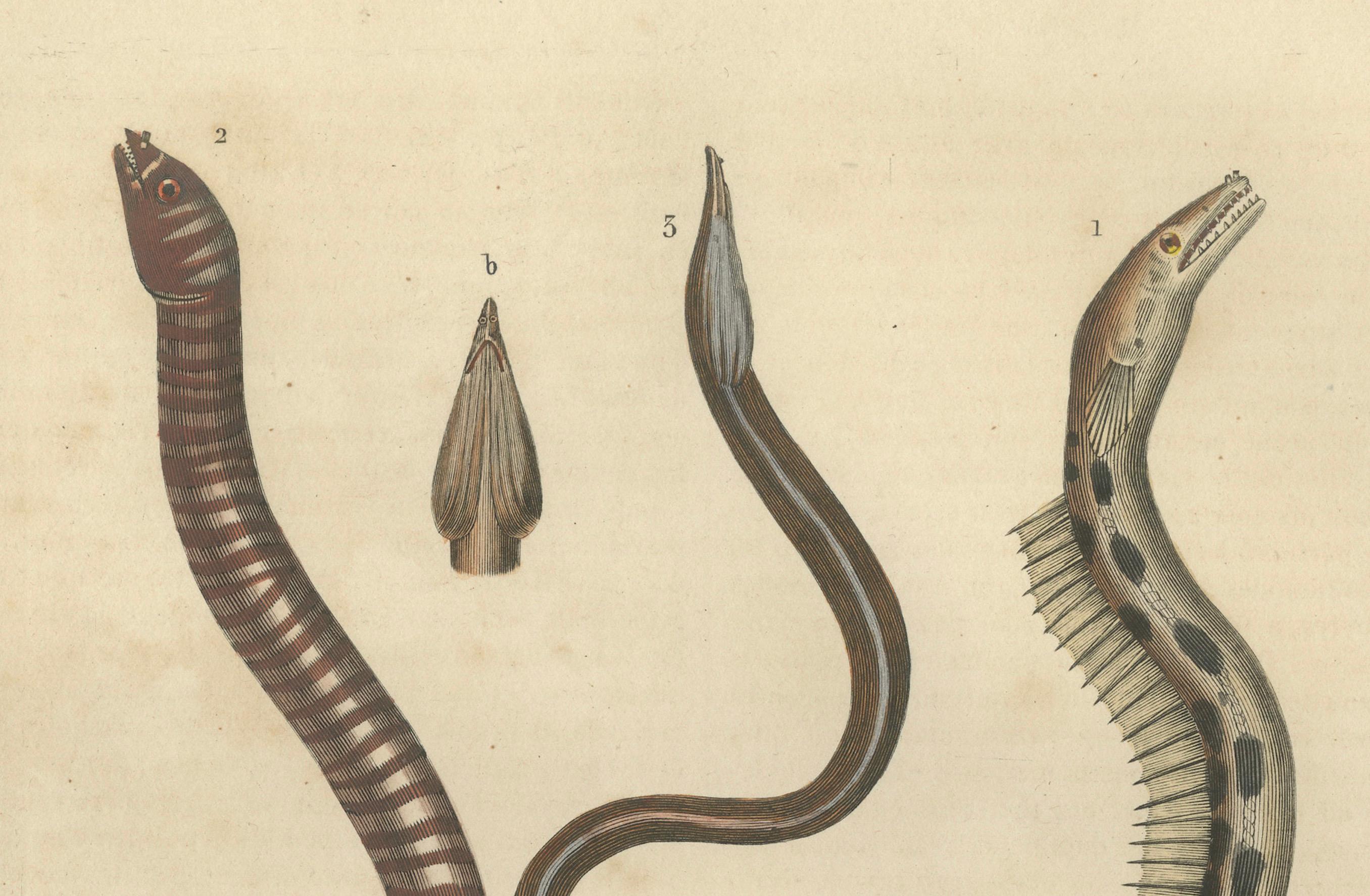 Mid-19th Century Aquatic Elegance: Brittle Star, Zebra Moray Eel, and Blind Cave Eel, 1845 For Sale