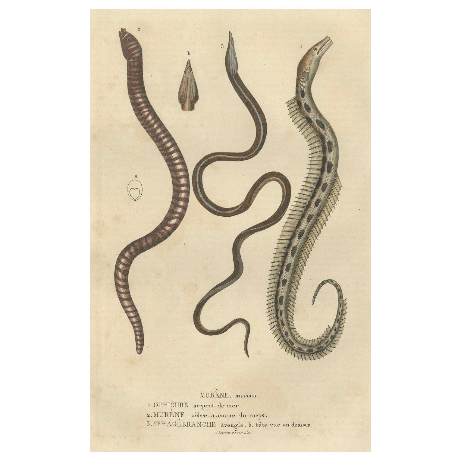 Elegance aquatique : L'ophiure, la murène zébrée et l'anguille aveugle des cavernes, 1845
