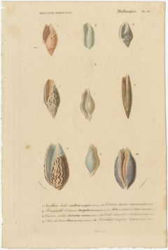 Aquatic Elegance: Molluscan Diversity Illustrated and Hand-Colored in 1849
