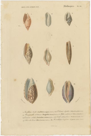Aquatic Elegance: Molluscan Diversity Illustrated and Hand-Colored in 1849, view 2