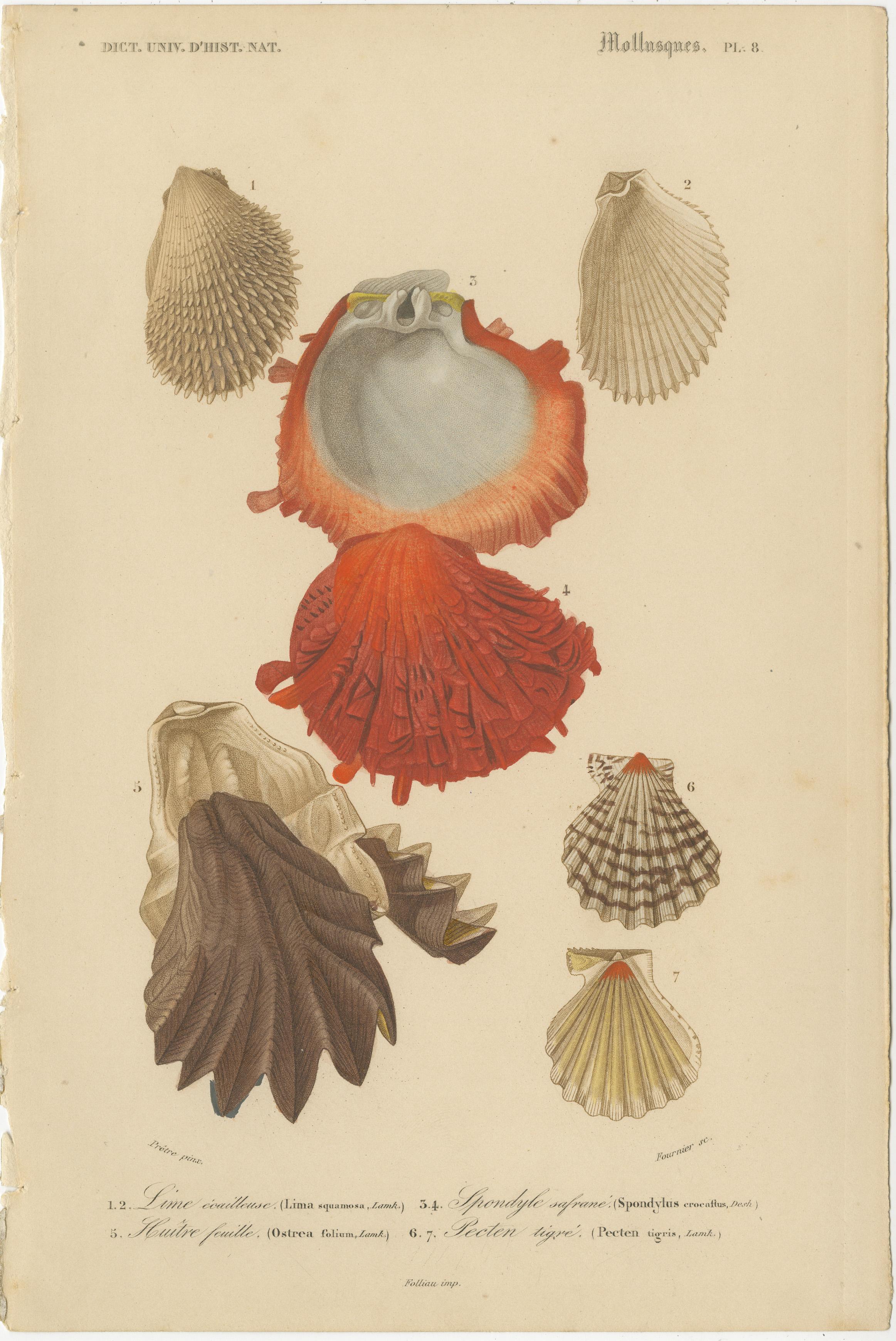 Aquatic Elegance: Molluscan Diversity Illustrated and Hand-Colored in 1849 In Good Condition For Sale In Langweer, NL