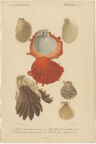 Aquatic Elegance: Molluscan Diversity Illustrated and Hand-Colored in 1849, view 3