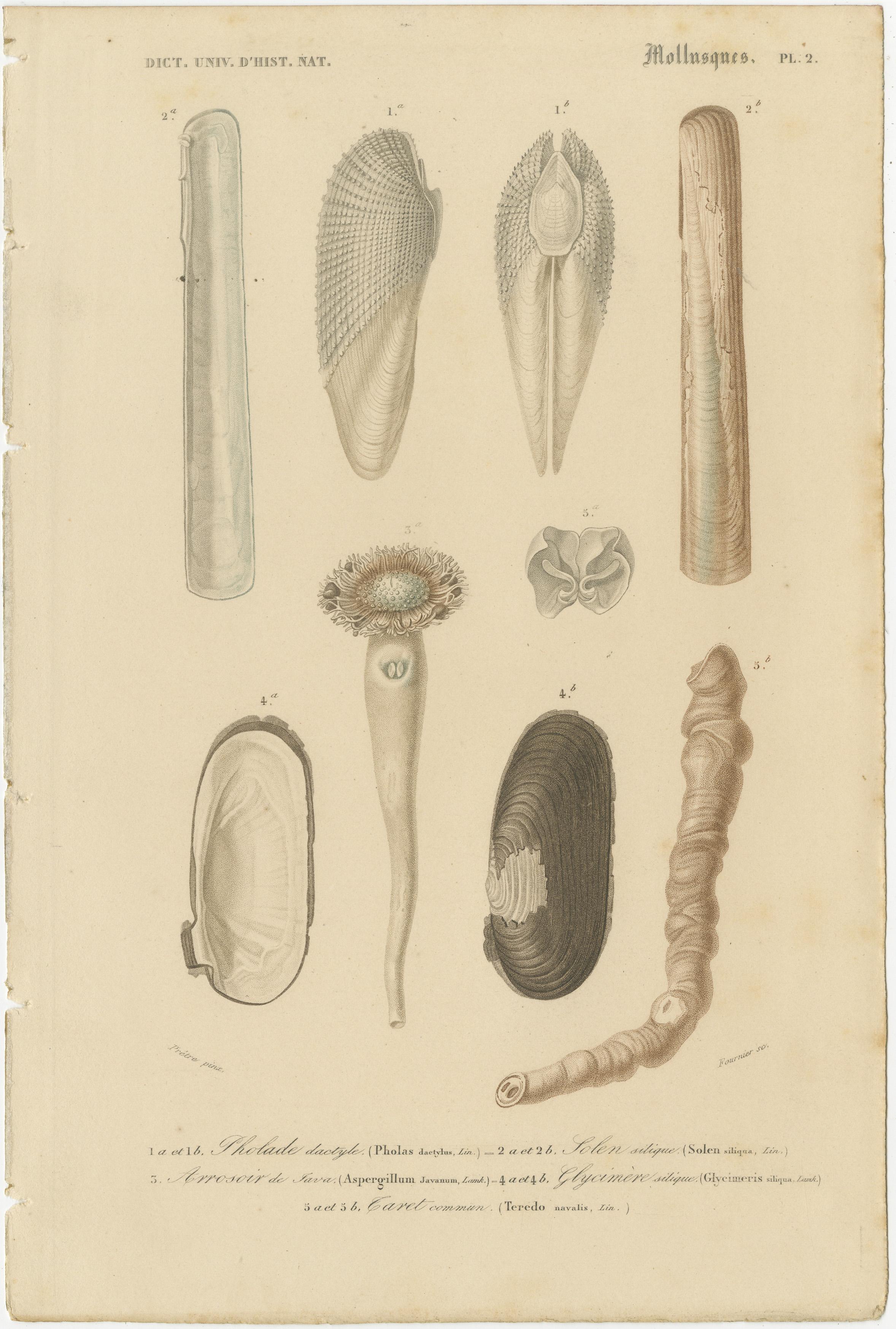 Mid-19th Century Aquatic Elegance: Molluscan Diversity Illustrated and Hand-Colored in 1849 For Sale